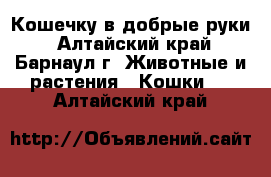 Кошечку в добрые руки - Алтайский край, Барнаул г. Животные и растения » Кошки   . Алтайский край